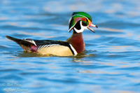 Drake Wood Duck (Aix sponsa) Calling, NM