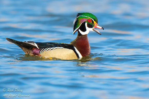 Drake Wood Duck (Aix sponsa) Calling, NM