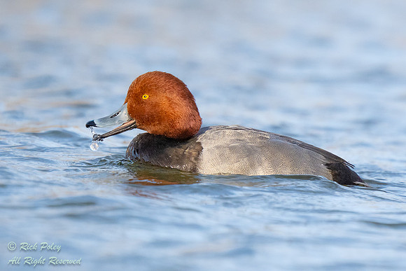 Redhead (Aythya americana) Drake Foraging, NM