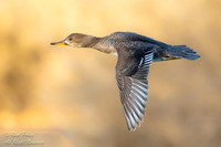 Flying Hooded Merganser (Lophodytes cucullatus) Hen, NM