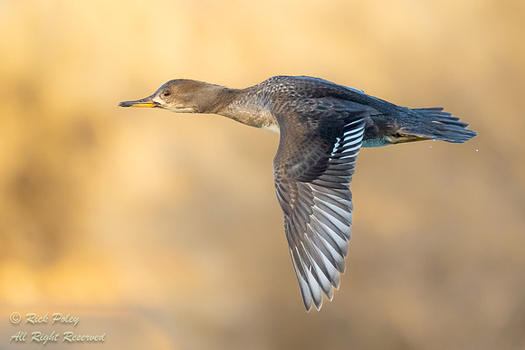 Flying Hooded Merganser (Lophodytes cucullatus) Hen, NM