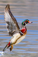 Drake Wood Duck (Aix sponsa) Takeoff; NM