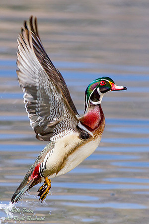 Drake Wood Duck (Aix sponsa) Takeoff; NM