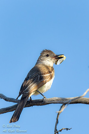 Ash-throated Flycatcher (Myiarchus cinerascens) With Insect, NM