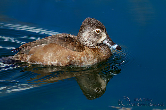 Ring-necked Duck (Aythya collaris)