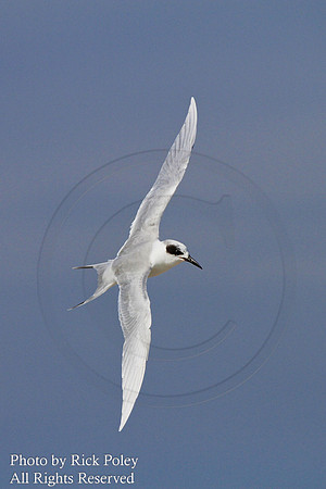 Forster's Tern (Sterna forsteri) Banking in Flight