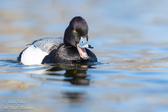 Drake Lesser Scaup (Aythya affinis) Calling, NM