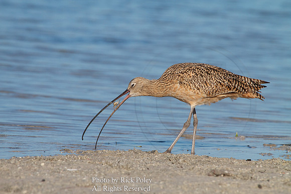 Long-billed Curlew (Numenius americanus) Feeding on Fiddler Crab